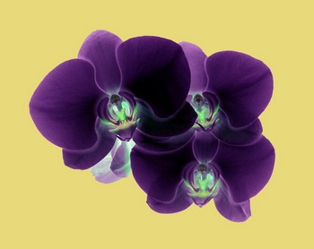 F 041A